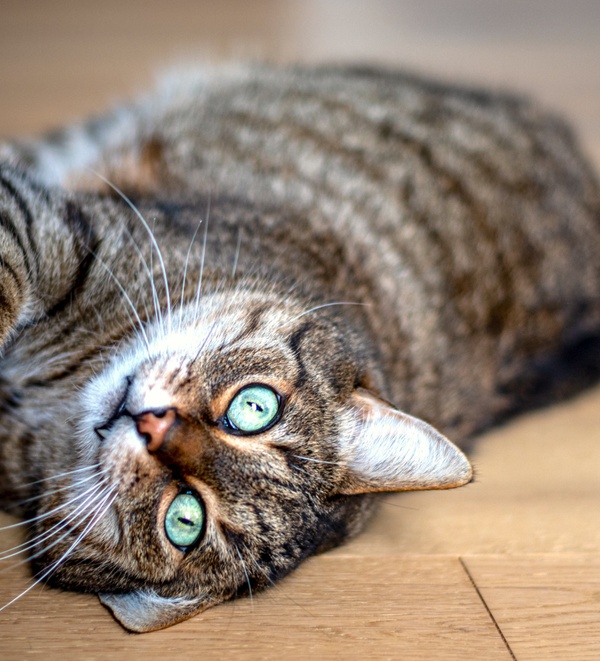 Spray to stop cats scratching clearance sofa